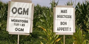 OGM : le Conseil d'Etat confirme l'interdiction du maïs MON810