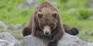 Dans les Pyrénées, une oursonne cherche désespérément sa mère