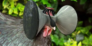 RÉALITÉ VIRTUELLE – L’illusion d’une vie en plein air pour les poulets de batterie