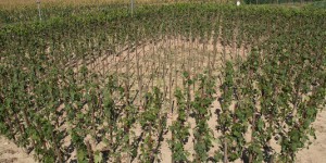 Relaxe des faucheurs de vigne OGM: la recherche publique réagit