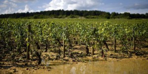 Après la grêle, la désolation des viticulteurs de la côte de Beaune