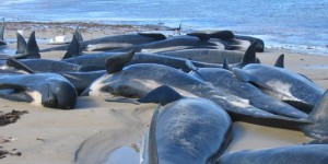 Pourquoi les baleines s'échouent-elles massivement sur les côtes ?