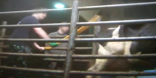 Au Canada, une ONG diffuse une vidéo de maltraitance de bétail