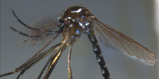 Un cas de chikungunya importé des Antilles dans les Pyrénées-Orientales