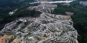 Déforestation : l'Indonésie a dépassé le Brésil en 2012