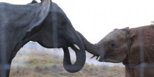 Les éléphants du Mozambique décimés par le braconnage