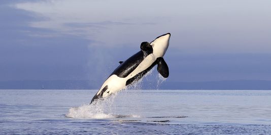 « Dire que l'on pourra remettre les orques en captivité dans la nature n'est pas vrai »