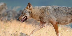 La population de loups en France dépasse les 300 individus