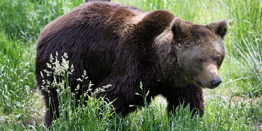 Dans les Pyrénées, des associations appellent au remplacement de l'ours Balou