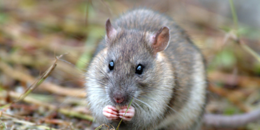 RATÉ – Les rats sont comme les hommes : ils regrettent