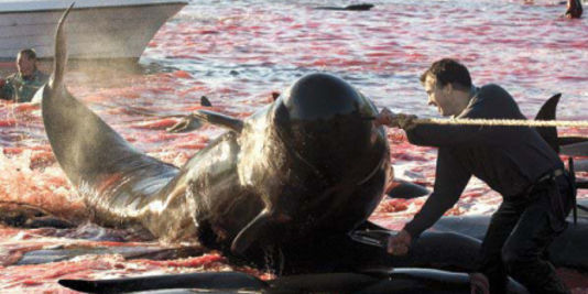 Sea Shepherd s'en va en guerre contre les chasseurs de dauphins des Îles Féroé
