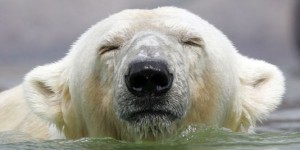 A travers les yeux d’un ours polaire