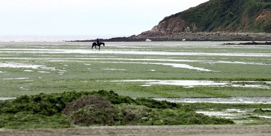 Algues vertes : après la mort d'un cheval en 2009, la responsabilité de l'Etat reconnue
