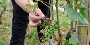 En Bourgogne, les viticulteurs en guerre contre la grêle