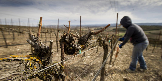 En Californie, Central Valley meurt de soif