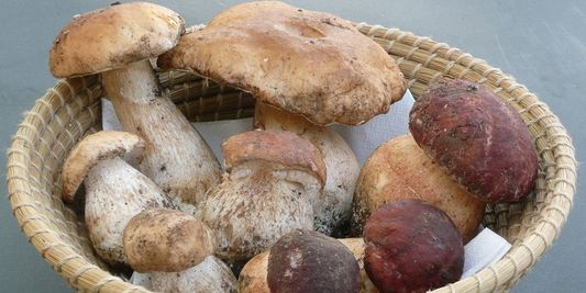 Dans le commerce, un chercheur découvre des champignons inconnus