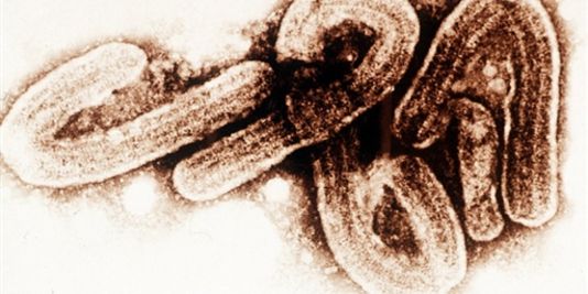 Comprendre la propagation régionale du virus Ebola