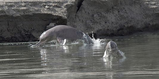 Le dauphin de l'Indus victime des barrages