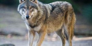 La guerre du loup est relancée par les éleveurs et le gouvernement