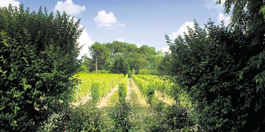 Omerta sur les pesticides dans le vignoble bordelais