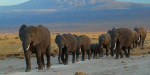Pour sauver les éléphants d’Afrique, envoyons-les aux Etats-Unis