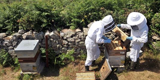 Les apiculteurs de Languedoc-Roussillon appellent l'Etat à l'aide