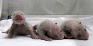 Chine : naissance de triplés pandas dans un zoo de Guangzhou