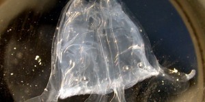 Découverte d'une méduse géante et mortelle en Australie