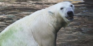 Le dernier ours blanc vivant dans un zoo en Afrique est mort