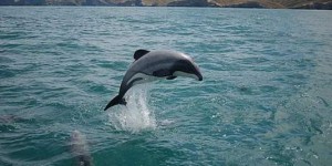 Les 55 derniers dauphins Maui de la planète menacés par des forages de pétrole