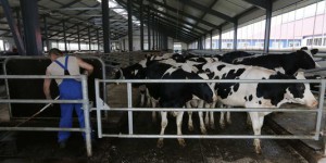 Des éleveurs bovins accusent la grande distribution de les « assassiner »
