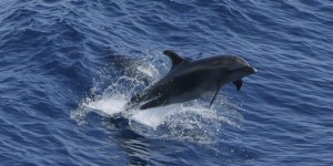 Une journée d'action mondiale pour la protection des dauphins
