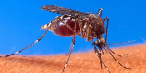 Polémique en Guyane sur l'utilisation d'un pesticide contre le chikungunya