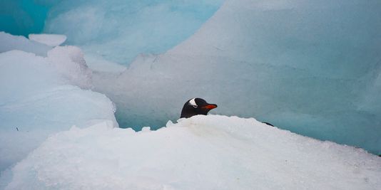 Les restes d’un méga-manchot découverts en Antarctique