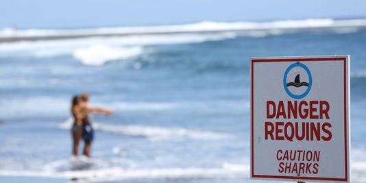 A La Réunion, baignade interdite jusqu'en février pour cause de requins