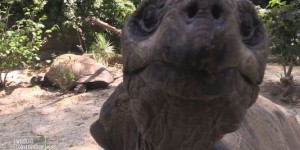 Deux tortues géantes au Zoo du Bronx