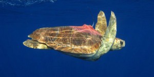 Vivre l'immense périple des tortues marines