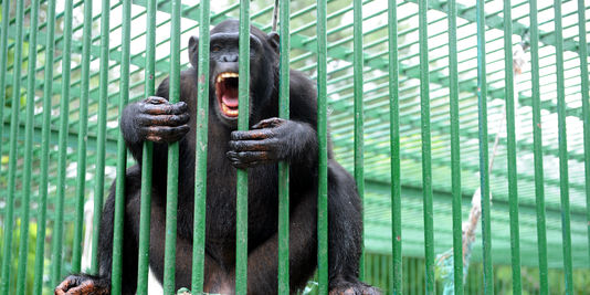 Pourquoi les chimpanzés s’entretuent