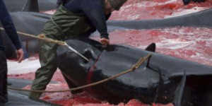 Confrontation musclée contre les tueries de dauphins aux îles Féroé