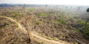 La déforestation a augmenté en Amazonie en 2013