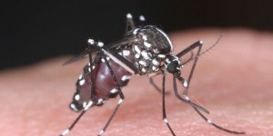 Deuxième cas autochtone de dengue détecté dans le Var