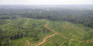 40 % des exportations d'huile de palme sont liées à de la déforestation illégale