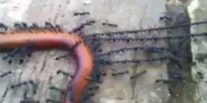 Des fourmis forment un « câble » pour tirer une proie