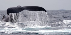 Le Japon repart à la chasse à la baleine dans le Pacifique