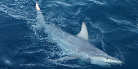 L'Australie-Occidentale renonce à la capture systématique des requins