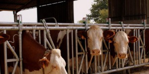 L'exploitation de la ferme des Mille Vaches a commencé