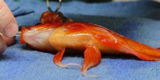 Un poisson rouge opéré d'une tumeur