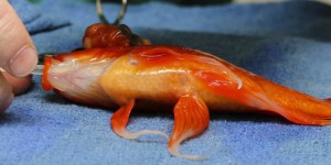 Un poisson rouge opéré d'une tumeur