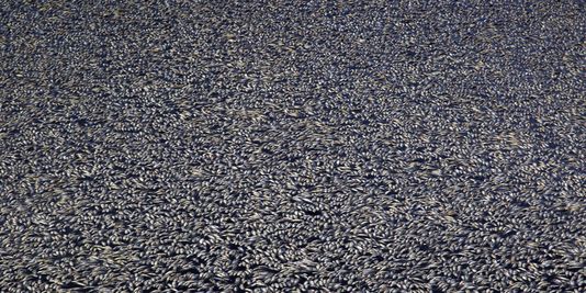 Quarante-huit tonnes de poissons morts dans un lac au Mexique