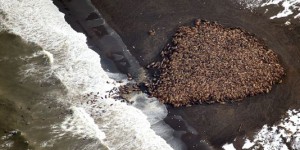 Alaska : faute de banquise, 35 000 morses s'entassent sur une plage